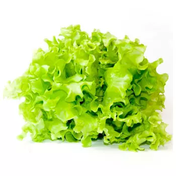 Салат листовой курск шт