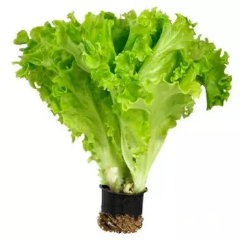 Салат листовой шт