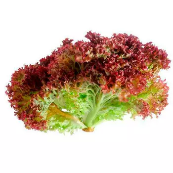 Салат лолло-россо шт