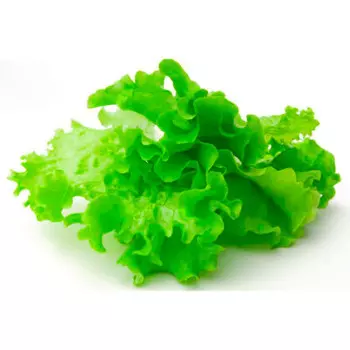 Салат радичио вес