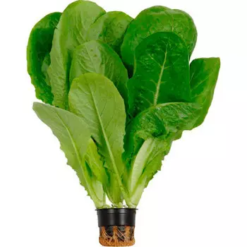 Салат романо в горшочке шт