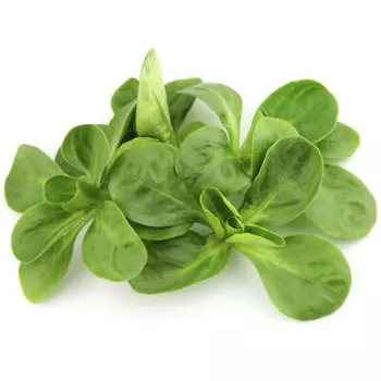 Салат руккола корн шт