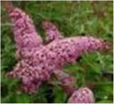 Саженец будлея пинк делайт нк386236