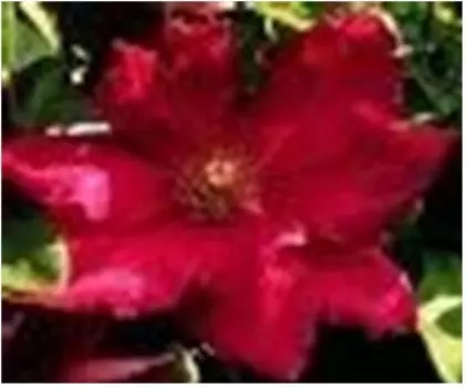 Саженец клематис эрнест маркхем 12217