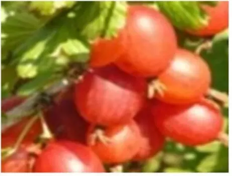 Саженец крыжовник конфетный нк033905