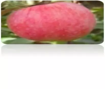 Саженец яблоня жигулевское