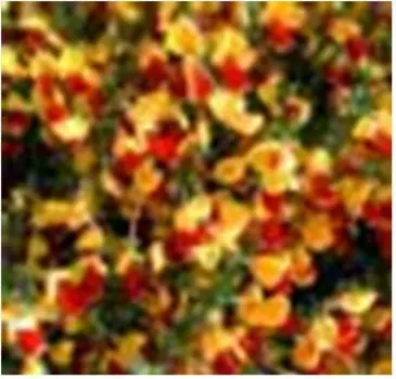 Саженец ракитник андреанус нк029970