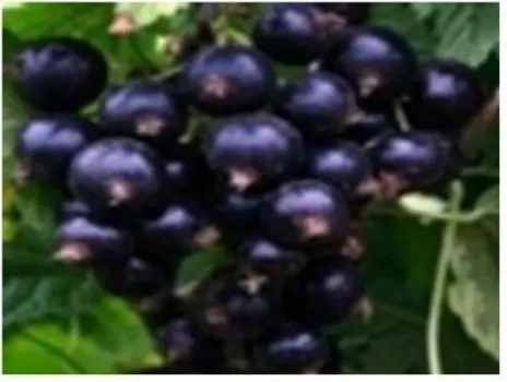 Саженец смородина черная чаровница нк339991