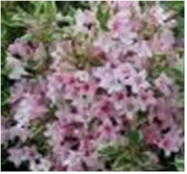 Саженец вейгела карикатура 2349