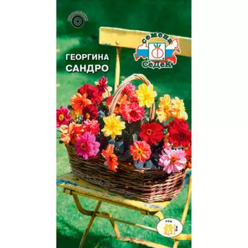 Семена цветка Георгина Сандро