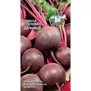 Свёкла дачница столовая