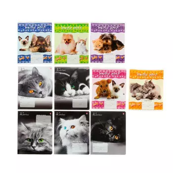 Тетрадь 12л линия котик мелованная уф-лак тшл12-кот