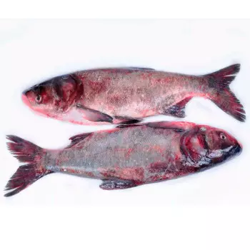 Толстолобик охлажденный