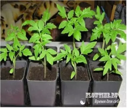 Томат крылатый рассада 6 ячеек