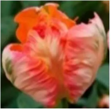 Тюльпан априкот пэррот 2 шт 10/11