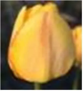 Тюльпан блашинг апельдорн 2 шт 10/11 нк388557