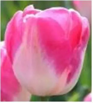 Тюльпан династи 3 шт нк342442