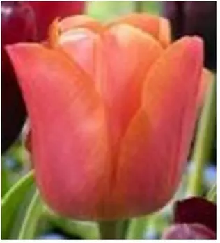 Тюльпан джимми 3 шт 125144