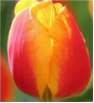 Тюльпан флаер 2 шт 10/11 нк388559