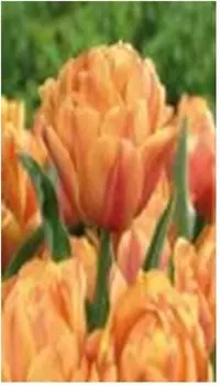 Тюльпан фримен 5 шт 12+ нк388200