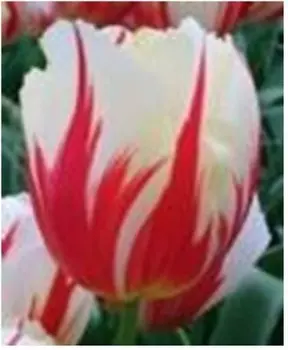 Тюльпан карнавал де рио 3 шт нк342441