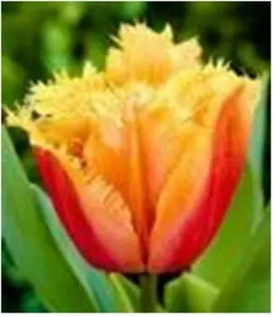Тюльпан ламбада 2 шт 125152