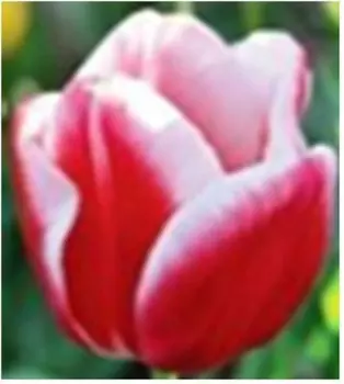 Тюльпан лин ван дер марк 2 шт 10/11 нк385974