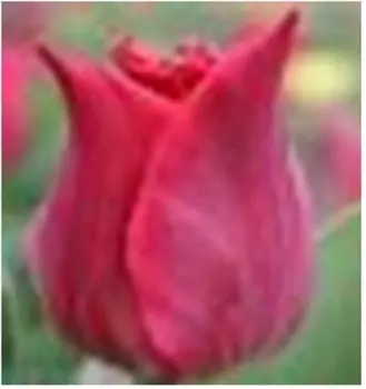 Тюльпан питер де лер 2 шт 10/11 нк385967