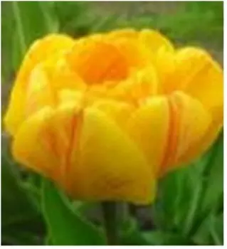 Тюльпан санловер 3 шт 10/11