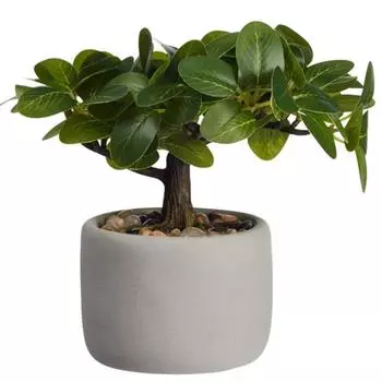 Бонсай Asa Selection Deko