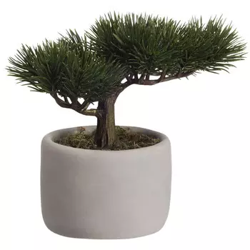 Мини сосна бонсай Asa Selection Bonsai