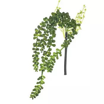 Суккулент ампельный Asa Selection Deko Крестовник 30см