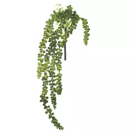 Суккулент ампельный Asa Selection Deko Крестовник 50см