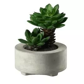 Суккулент Asa Selection Deko 10,5см в горшке