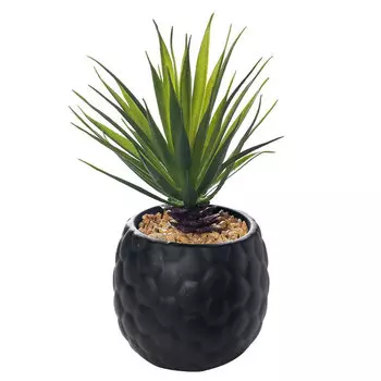 Суккулент в черном горшочке Гарда Декор 17см