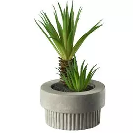 Суккулент в горшке Asa Selection Deko 10,5см