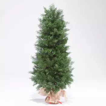 Туя ElkaDe 60см