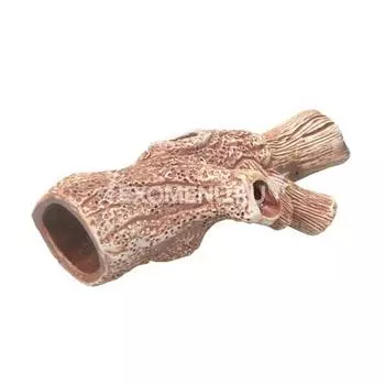 21 Коряга малая