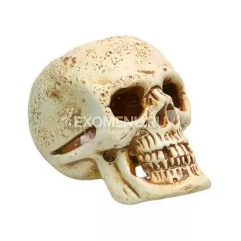 72 Череп малый