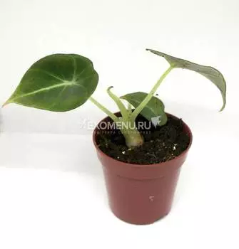 Алоказия "Блек вельвет"