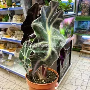 Алоказия Полли