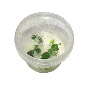 Anubias B. "Nangi", меристемное