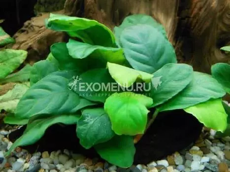 Анубиас Бартери Кофефолия, с грузом