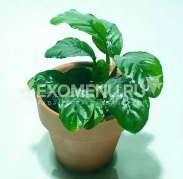 Анубиас Бартери Кофефолия (в горшке)