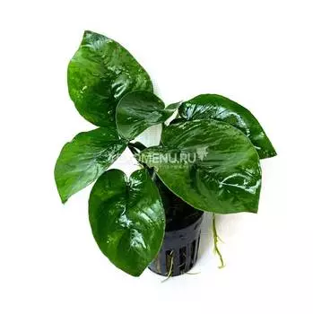 Анубиас Бартери круглолистный (в горшке)