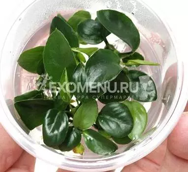 Анубиас бартери (меристемное)