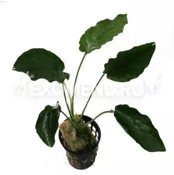 Анубиас Бартери Нана длинная волна (в горшке)