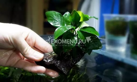 Анубиас Бартери Нана на маленькой коряге - до 10 см. (аквадекор)