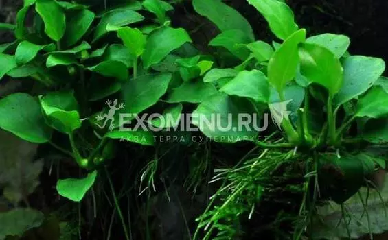 Анубиас Бартери Нана, с грузом