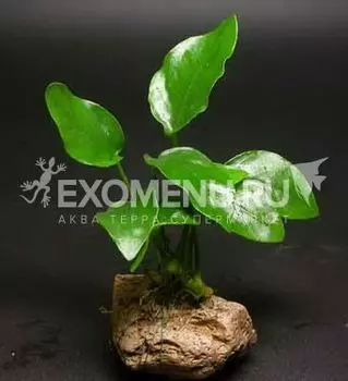 Анубиас Бартери Нана (в горшке)